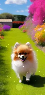 Pomeranian walking on vibrant garden path with colorful flowers.