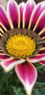 Vibrant gazania flower with magenta petals and yellow center.