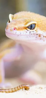 Close-up of a vibrant gecko with detailed textures on a sandy background.