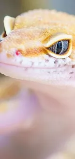 Close-up of vibrant gecko with vivid colors on a mobile phone wallpaper.