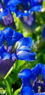 Vibrant blue Gentiana flowers in full bloom.