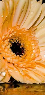 Close-up of yellow gerbera flower with dewdrops on petals.