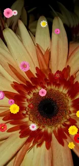 Close-up of a vibrant orange and cream gerbera flower.