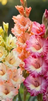 Vibrant gladiolus flowers in orange, pink, and yellow hues.