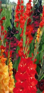 A vibrant field of red, yellow, and green gladiolus flowers in full bloom.