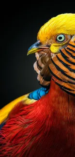 Close-up of a vibrant golden pheasant with colorful feathers.