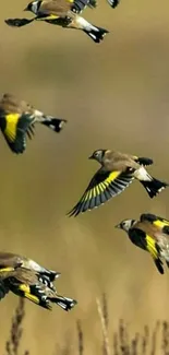 Colorful goldfinches flying in natural setting with yellow and black wings.