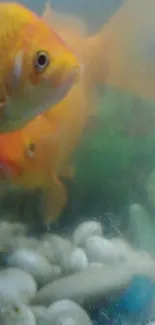 Goldfish swimming in a serene aquarium, surrounded by rocks and aquatic plants.