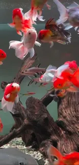 Vibrant aquarium of colorful fish swimming.