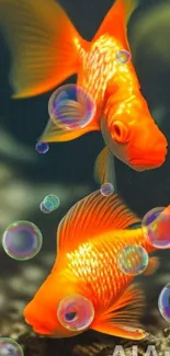 Vibrant orange goldfish in aquarium setting, perfect for mobile wallpaper.