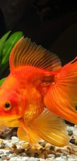 Vibrant goldfish swimming in lush aquarium setting.