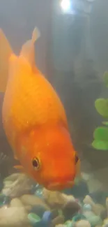 Goldfish swimming in a vibrant aquarium with green plants and colorful stones.