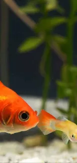 Vibrant orange goldfish in a lush green aquarium.