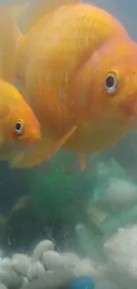 Two vibrant orange goldfish swimming in a clear aquarium.