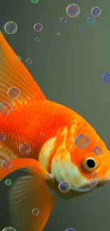 Two vibrant orange goldfish in artistic mobile wallpaper.