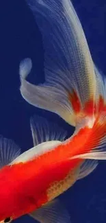 Vibrant goldfish swimming on a dark blue background.