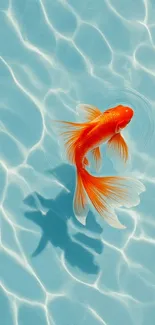 Goldfish swimming in clear blue water with ripples.