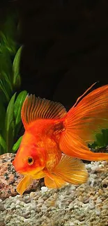 Vibrant orange goldfish in lush green aquarium setting.