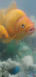 Vibrant orange goldfish swim in a serene aquarium setting.