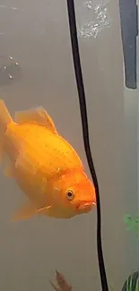 A vibrant orange goldfish swims in a clear aquarium.