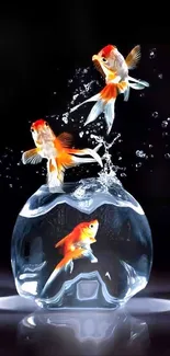 Goldfish leaping from bowl on black.