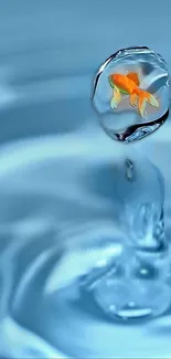 Goldfish inside a water droplet on a blue background wallpaper.