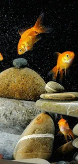 Goldfish swimming among smooth stones on a black background.