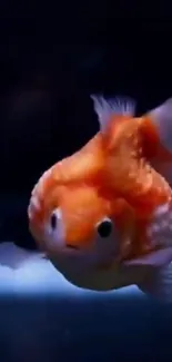 Vibrant orange goldfish swimming underwater, showcasing delicate fins.