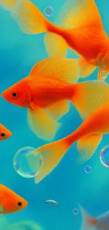 Vibrant orange goldfish swimming in blue water wallpaper.