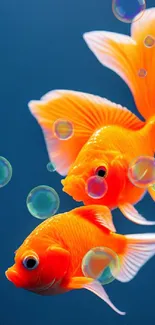 Two vibrant orange goldfish swimming on a blue background.