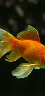 Close-up of a vibrant orange goldfish swimming gracefully in a dark backdrop.