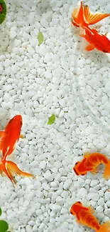 Goldfish swimming on white pebbles wallpaper.