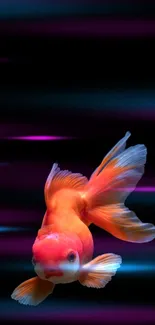 Goldfish swimming on a black background wallpaper.