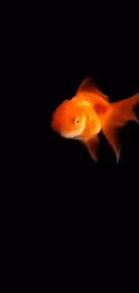 Vibrant goldfish swimming on a black background in high contrast wallpaper.