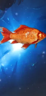 Vibrant goldfish swimming on a blue background wallpaper.