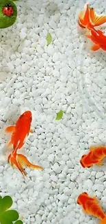 Orange goldfish swimming over white pebbles with green leaf and ladybug.