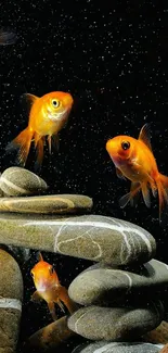 Vibrant goldfish swimming above smooth stones on a black background.