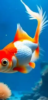 Vivid goldfish swimming underwater with colorful corals.