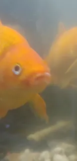 Vibrant orange goldfish swimming in a serene aquarium setting.