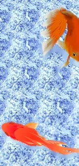 Orange goldfish swimming over a blue textured background.