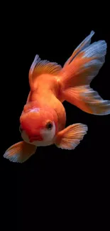 Vibrant orange goldfish swimming on black background wallpaper.