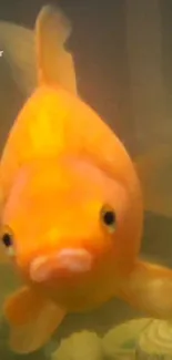 Close-up of a vibrant orange goldfish swimming in water.