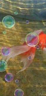 Vibrant goldfish swimming in sunlit water with rippling reflections.