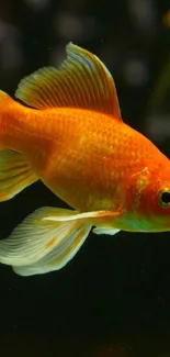 Vibrant goldfish swimming in dark green background.