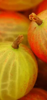 Close-up of red and green gooseberries in vibrant colors.