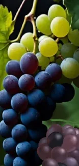 A vibrant cluster of grapes with lush green leaves.