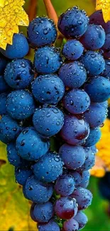 Vibrant grape cluster with dew droplets on colorful leaves.
