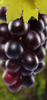 Close-up of a vibrant grape cluster with green leaves.