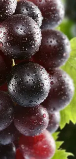 Close-up of vibrant, dewy grapes with a lush green background.