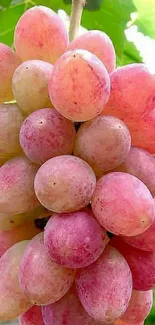 Close-up of pink grapes with green leaves background.